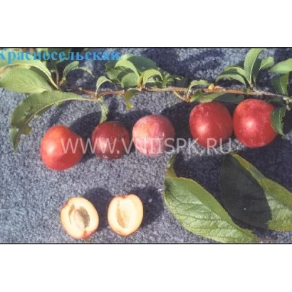 Слива Красносельська на гілці з листям та розрізаний плід