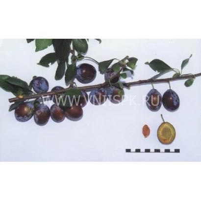 Ветка сливы с плодами Ника