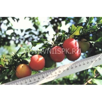 Слива Скороплодная на ветке с измерительной лентой