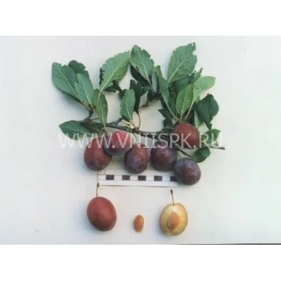 Слива з листям та плодами різних стадій дозрівання - Волжанка