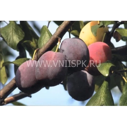 Слива на ветке с надписью WWW.VNIISP.RU - Волжская красавица