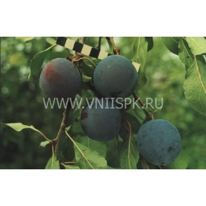 Plum on a branch with leaves - Startovaya