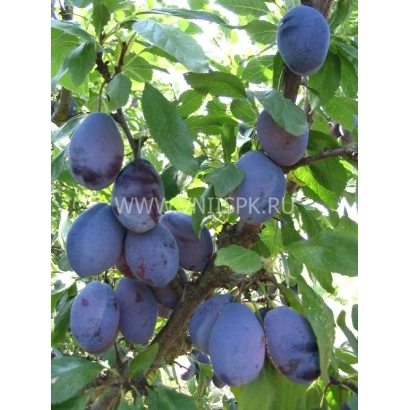 Слива на ветке с листьями - Стенли