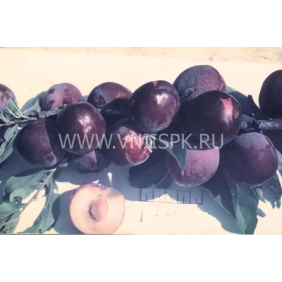 Слива на ветке с листьями и один спелый плод внизу - Сувенир Востока