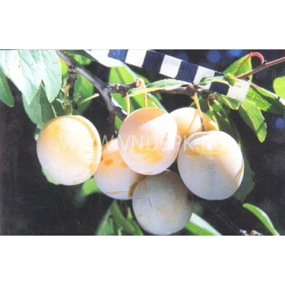 Слива на ветке с листьями - Светлячок