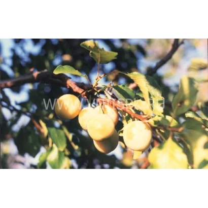 Слива на ветке с плодами желтого цвета - Татарская желтая