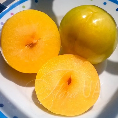 Слива нарезанная и целая в белой тарелке - Ти Си Сан 2