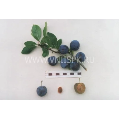 Слива Теньковская голубка на ветке с листьями и тремя плодами разных стадий созревания