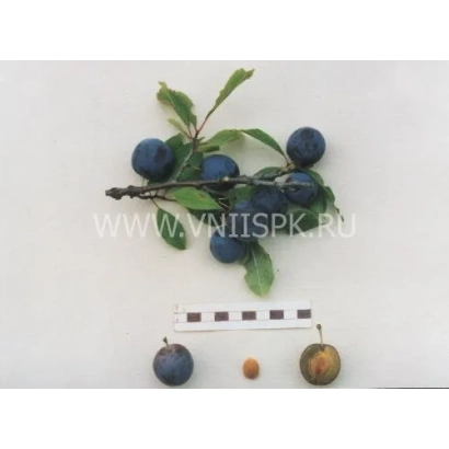 Слива Теньковська синя на гілці з листям та окремі плоди поруч