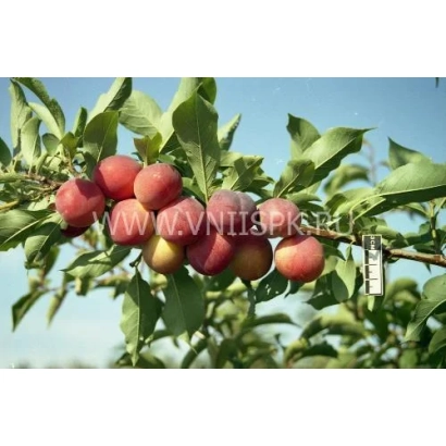 Слива Тимошка на ветке с листьями