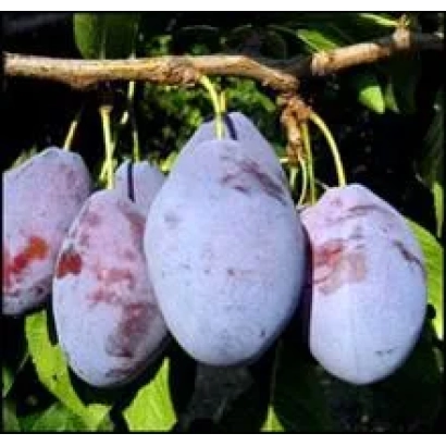 Слива сорта Трудивниця Млиева на ветке