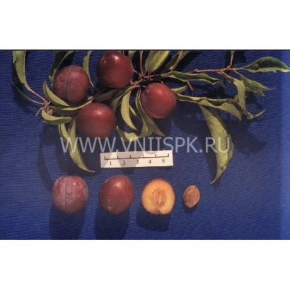 Слива сорта Урожайная дальневосточная на ветке с разрезанным плодом