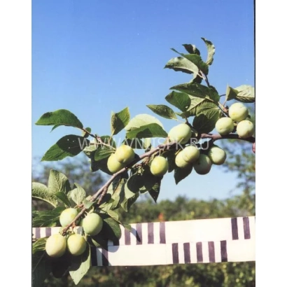 Гілка сливи з зеленими плодами на фоні синього неба - Ранок