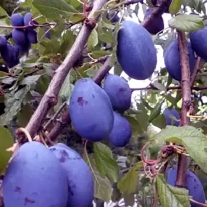 Слива на гілці - Валор