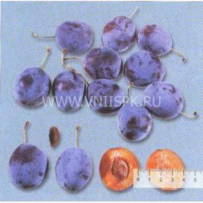 Caucasian Hungarian Plum — fresh fruits with sliced segments and pit on a ruler background