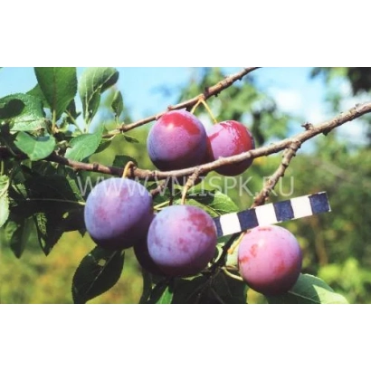 Слива Венгерка Курсакова на гілці з листям