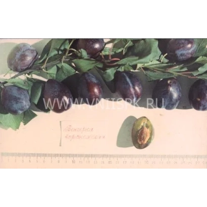 Voronezh Hungarian Plum on branch with leaf and sliced fruit next to ruler