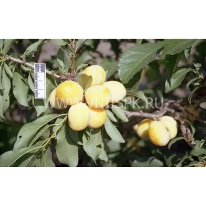 Слива на гілці з плодами жовтого кольору - Віка