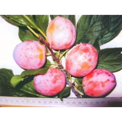 Слива Вікторія на гілці з листям - ВІКТОРИНА