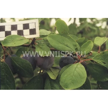 Слива Виола на ветке с плодами