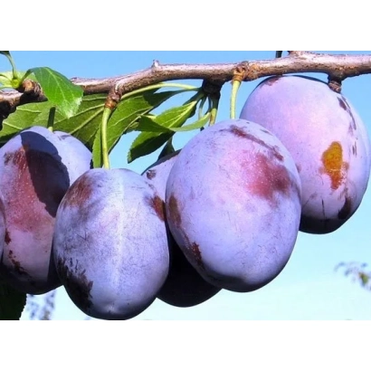 Слива на гілці з листям на фоні неба - Волошка