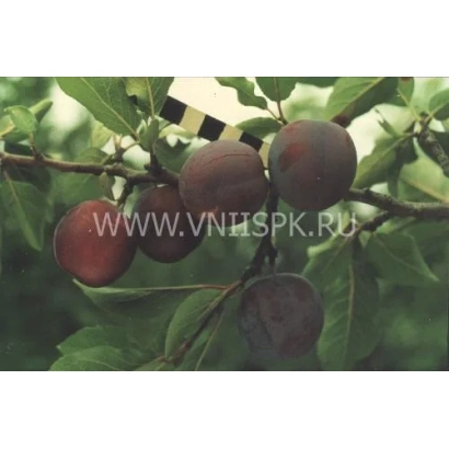 Слива Заречная ранняя на ветке с листьями