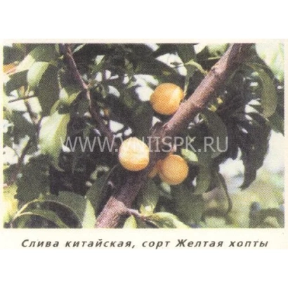 Слива китайська, сорт Жовта Хопті на гілці з плодами