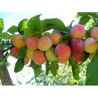 Слива на ветке с листьями на фоне неба - ЖЕМЧУЖИНА ЮГА