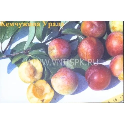 Слива Жемчужина Урала на ветке с листьями