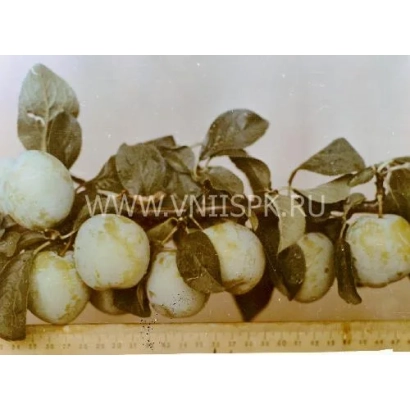 Слива Золотистая крупная на ветке с листьями