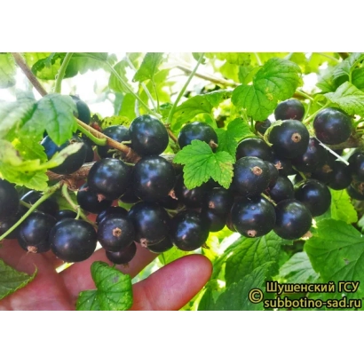 Черная смородина Ядреная 2 на ветке с зелеными листьями