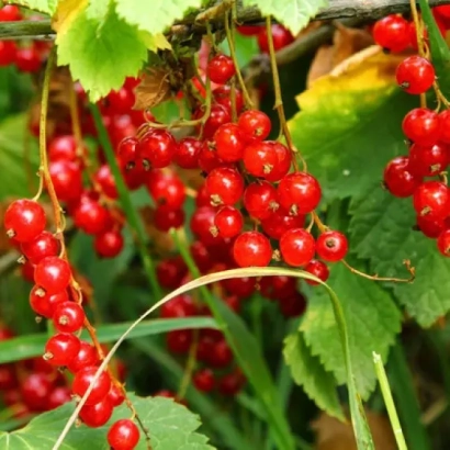 Кисти красной смородины на ветвях с зелёными листьями - АКСИНЬЯ