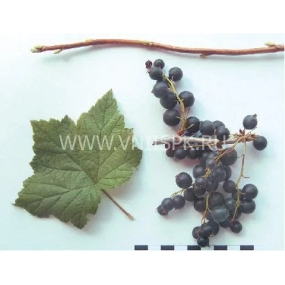 Черная смородина на белом фоне с листом и веткой - Якутская