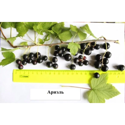 Черная смородина сорта Ариэль с листом и линейкой