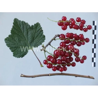 Гілка смородини з ягодами та листом на білому фоні - Ася