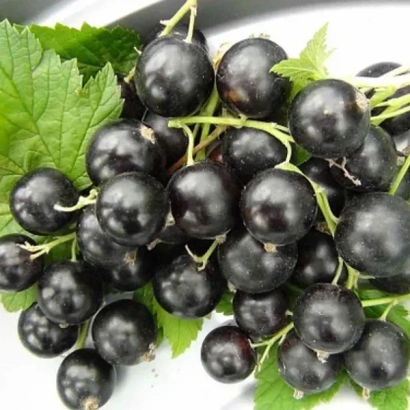 Черная смородина на ветке с зелеными листьями - Аспирантська