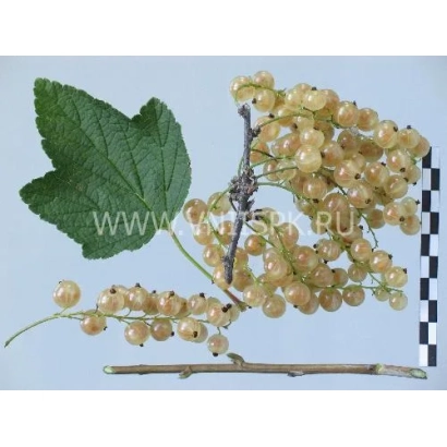 Наукова ілюстрація гілки смородини з ягодами та листом - Баяна