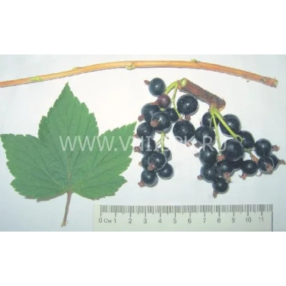 Черная смородина на ветке с листом и линейкой - Багира