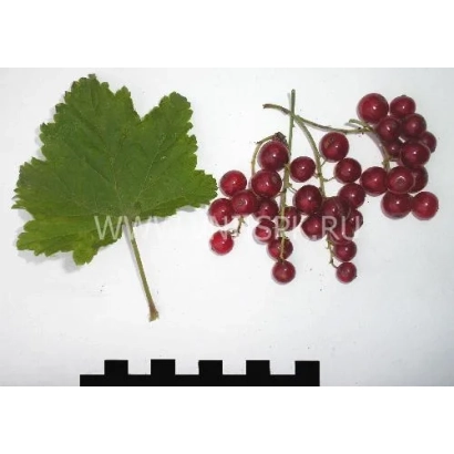 Кісті червоної смородини та лист на білому фоні - Бараба