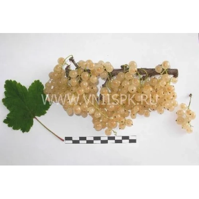 Кисти смородины Беляна на белом фоне с линейкой для масштаба