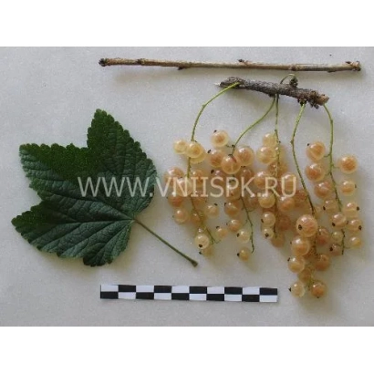 Кісті білої смородини з листом та зразком розміру - Білка