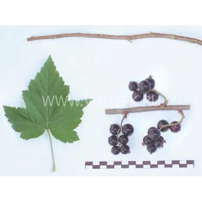 Черная смородина на ветке с листом и измерительной линейкой - Белорусочка