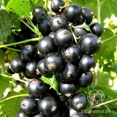 Черная смородина на ветке - БРЯНСКИЙ АГАТ