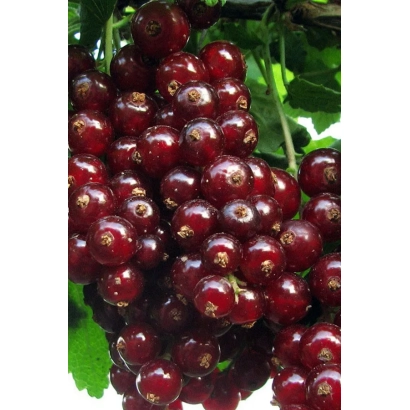 Red currant on a branch - Charodiyka