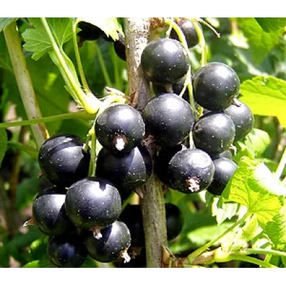 Черная смородина на ветке - Черешневая