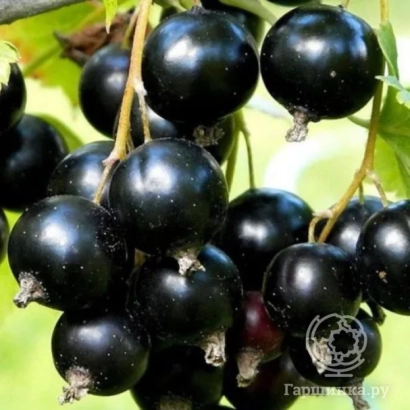 Черноокая — гроздь чёрной смородины на ветке
