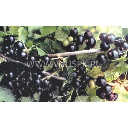 Черниш на гілці з листям - Черни́ш