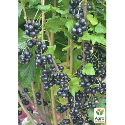 Black currant on branches with Agro logo - Black Dessert
