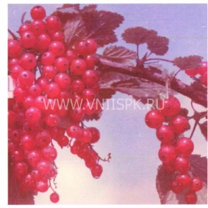 Кисти красной смородины на ветвях - Чулковская