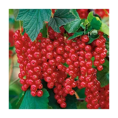 Clusters of red currant berries on plant branches - Darnitsia